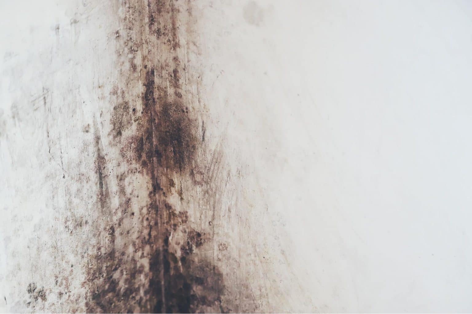 What causes Mould growth behind plasterboard? BT Preservation Damp