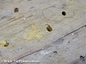Old active woodworm