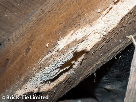 Woodworm in Yorkshire vicarage