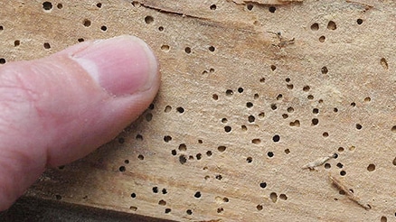 Damage caused by woodworm