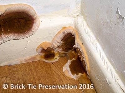 Fig 1: First sign of Dry Rot may be these Fruiting bodies appearing from floor joints and joinery details. Read below to find out what they are and why they appear…