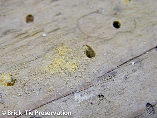 A close-up of a floorboard which has been under a carpet in York for years – where has the bore dust come from? It is active woodworm