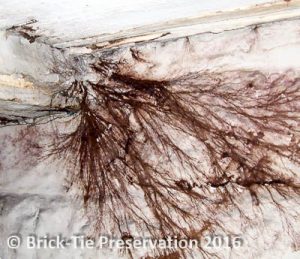 Root Infested Wall Woodworm & Rot Treatment | BT Preservation