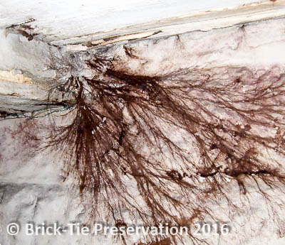 These fungal strands on a cellar wall indicate hidden wet rot decay in the floor beams above