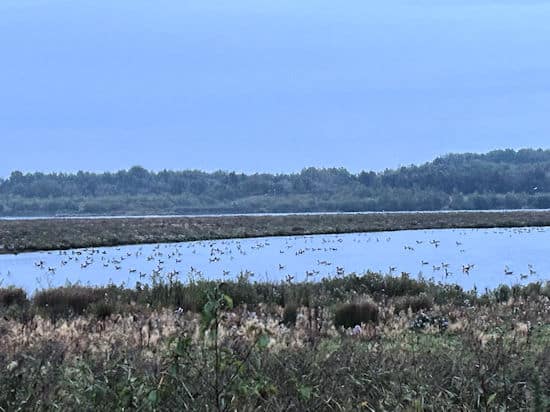 Lots of geese at St Aidans